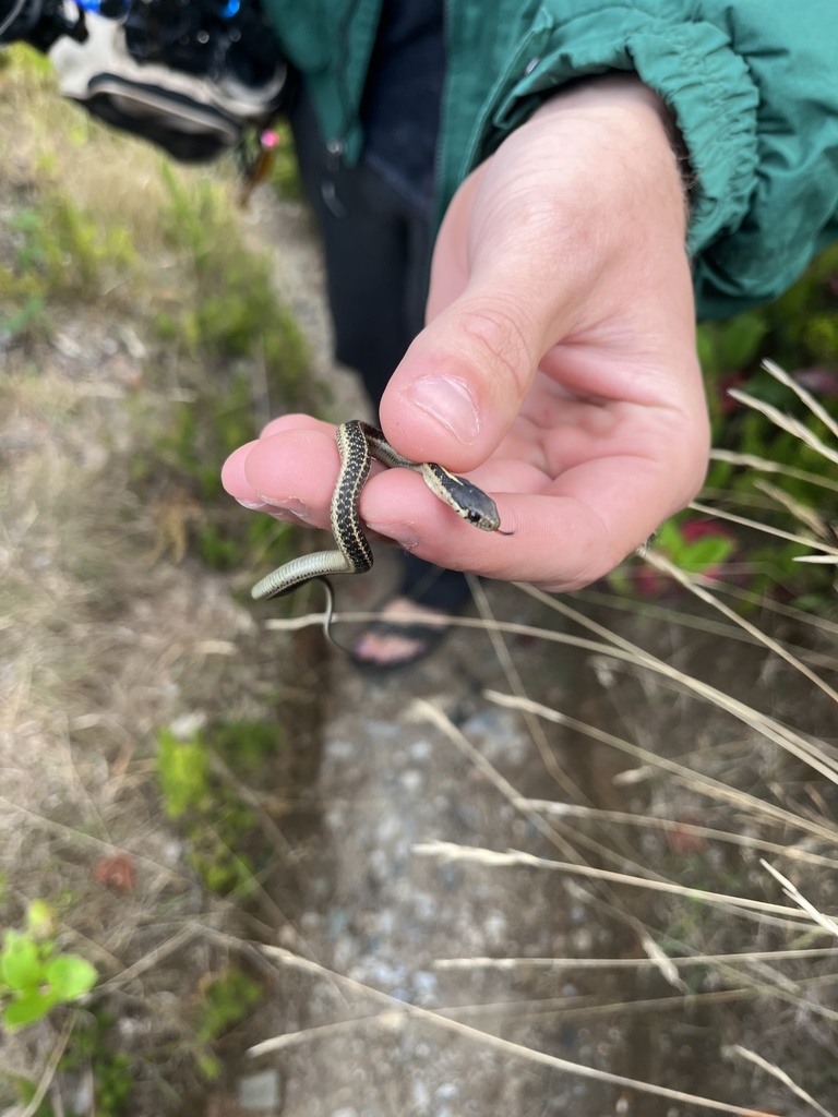 Garter Snakes From Redwood National And State Parks Trinidad Ca Us