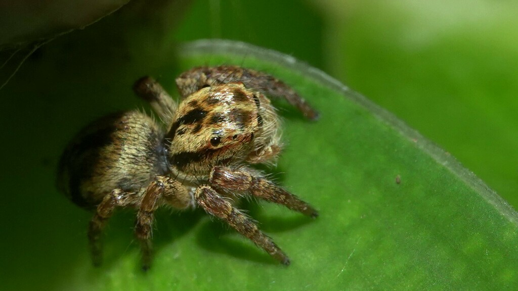 Carrhotus Viduus From W Rhx Navghar Maharashtra India On