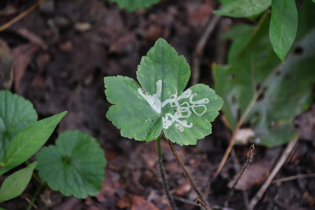 Phytomyza Tiarellae From Tucker County WV USA On September 3 2023 At