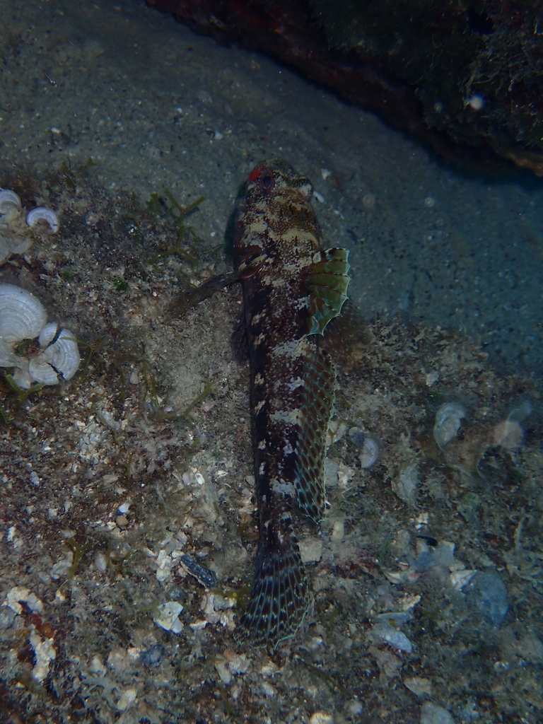 Red Mouthed Goby From Crikvenica Primorsko Goranska Croatia On August