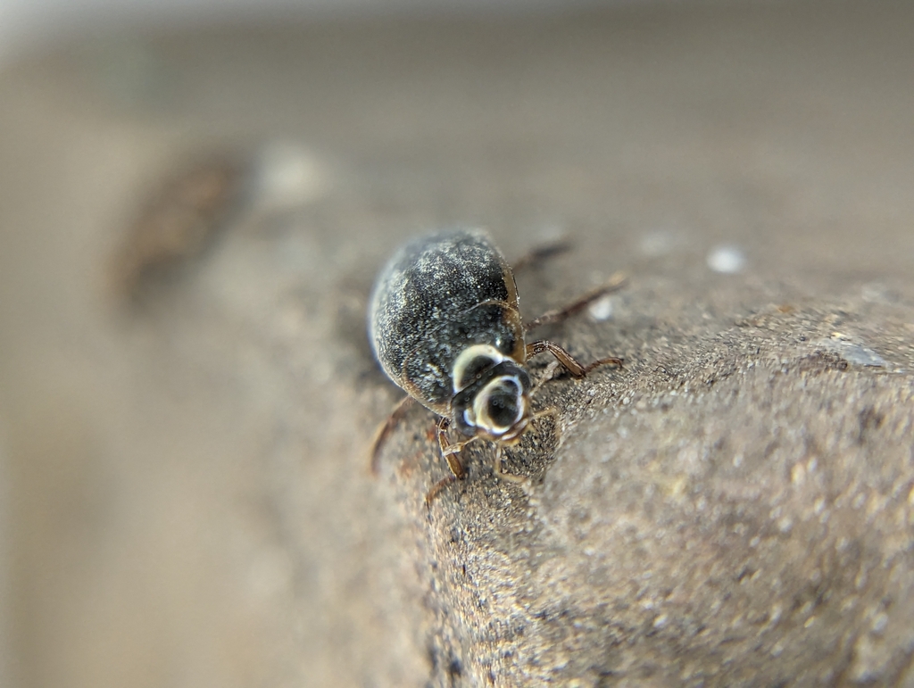 Tropisternus Lateralis Nimbatus From Alvin Tx Usa On September