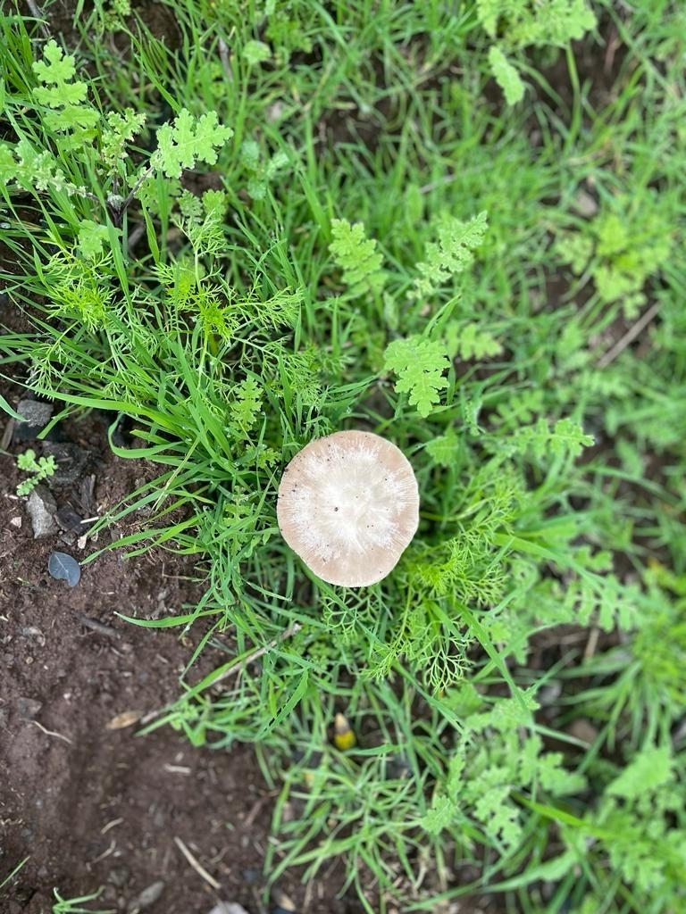 Common Gilled Mushrooms And Allies From Virginia Opazo