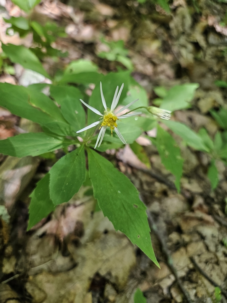 Whorled Wood Aster From Burnsville NC 28714 USA On September 4 2023