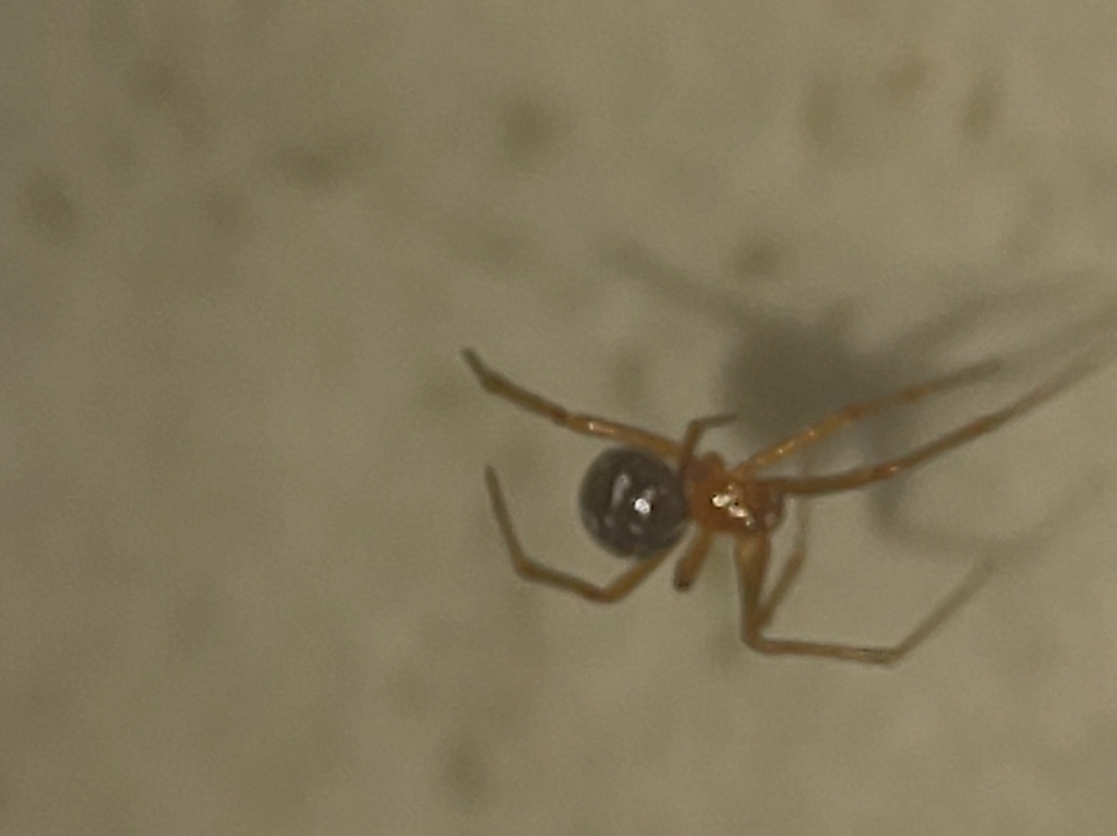 Red House Spider From Cln Bl A Loja Asa Norte