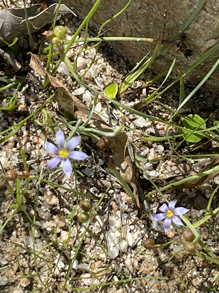 Blue Eyed Grasses From La Paz Bcs Mexico On September At