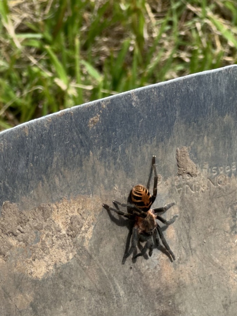 Tiger Rump Tarantulas From Zamorano San Antonio De Oriente Francisco