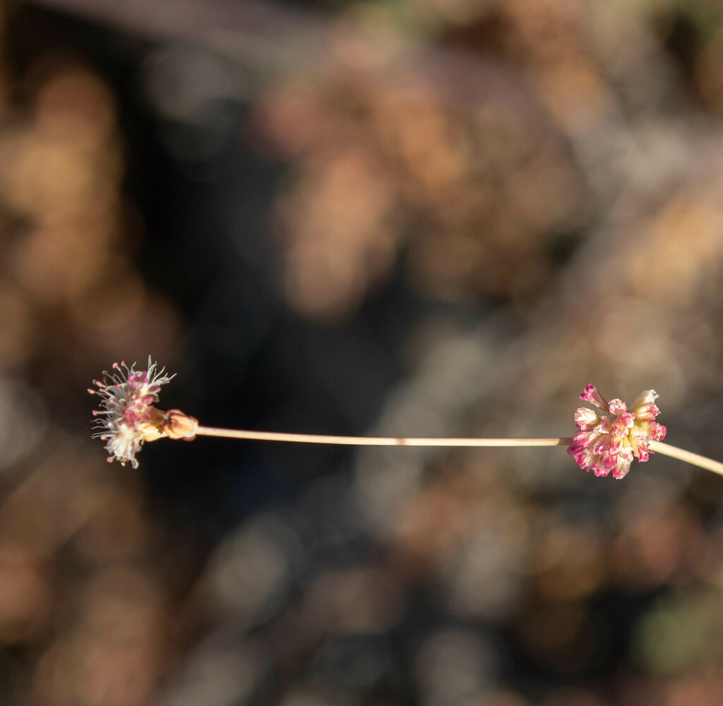 Naked Buckwheat From Mount Diablo Summit Area Contra Costa County Ca