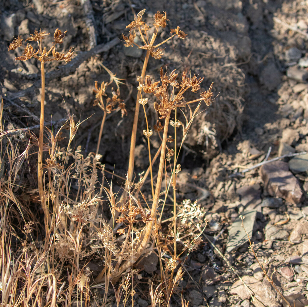 Brewer S Rockcress From Mount Diablo Summit Area Contra Costa County