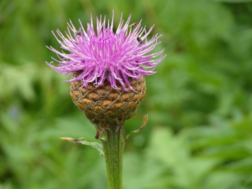 Leuzea Carthamoides Inaturalist