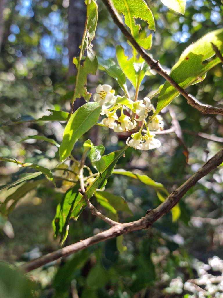 Australian Cheesewood From Lennox Head Nsw Australia On September