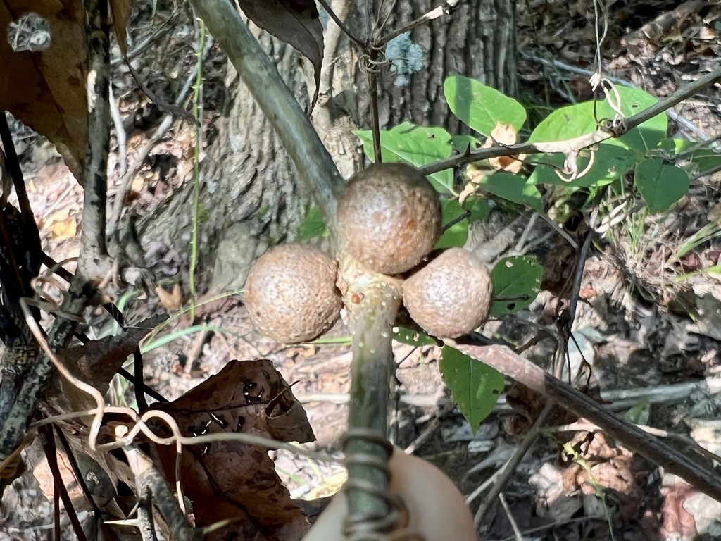 Round Bullet Gall Wasp From Smyrna De Us On September At