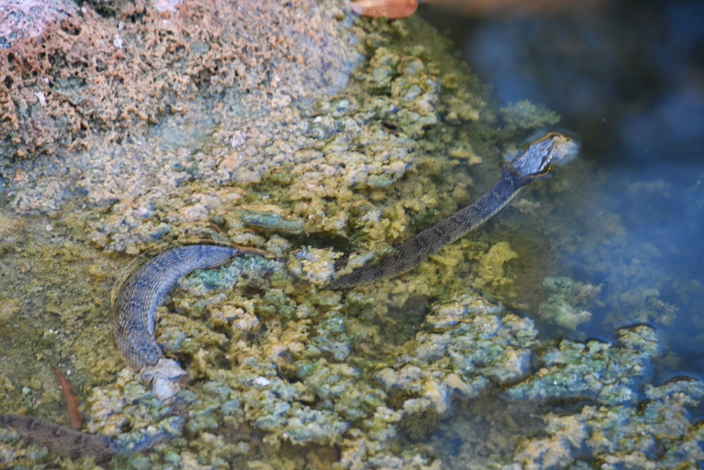 Plain Bellied Watersnake From Burnet County TX USA On September 5