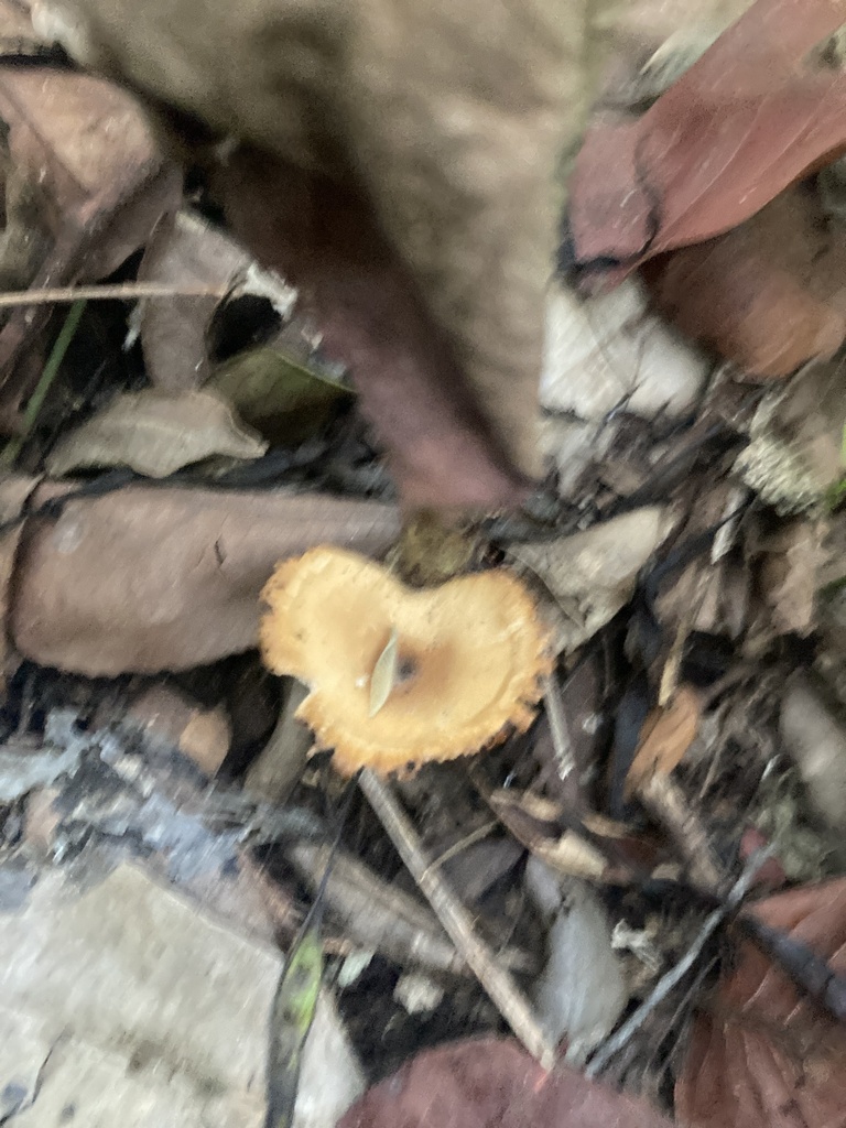 Shelf Fungi From Solidaridad MX QR MX On September 6 2023 At 08 28