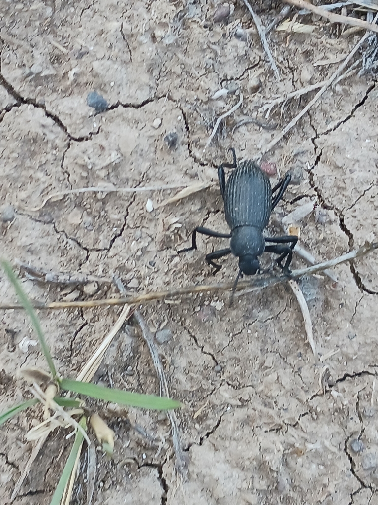 Eleodes Hispilabris From Harney County Us Or Us On September