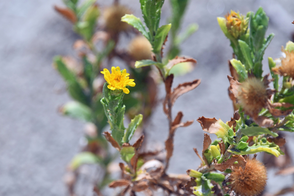 Camphor Daisy From Galveston County Tx Usa On September At