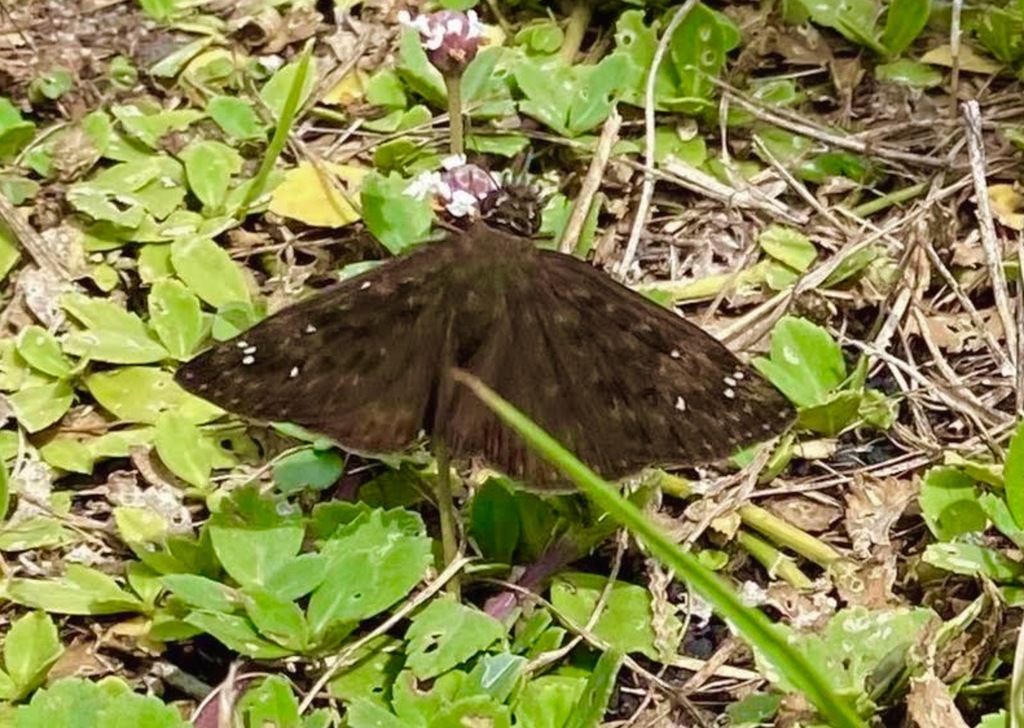 Horace S Duskywing From Dare County Nc Usa On August At