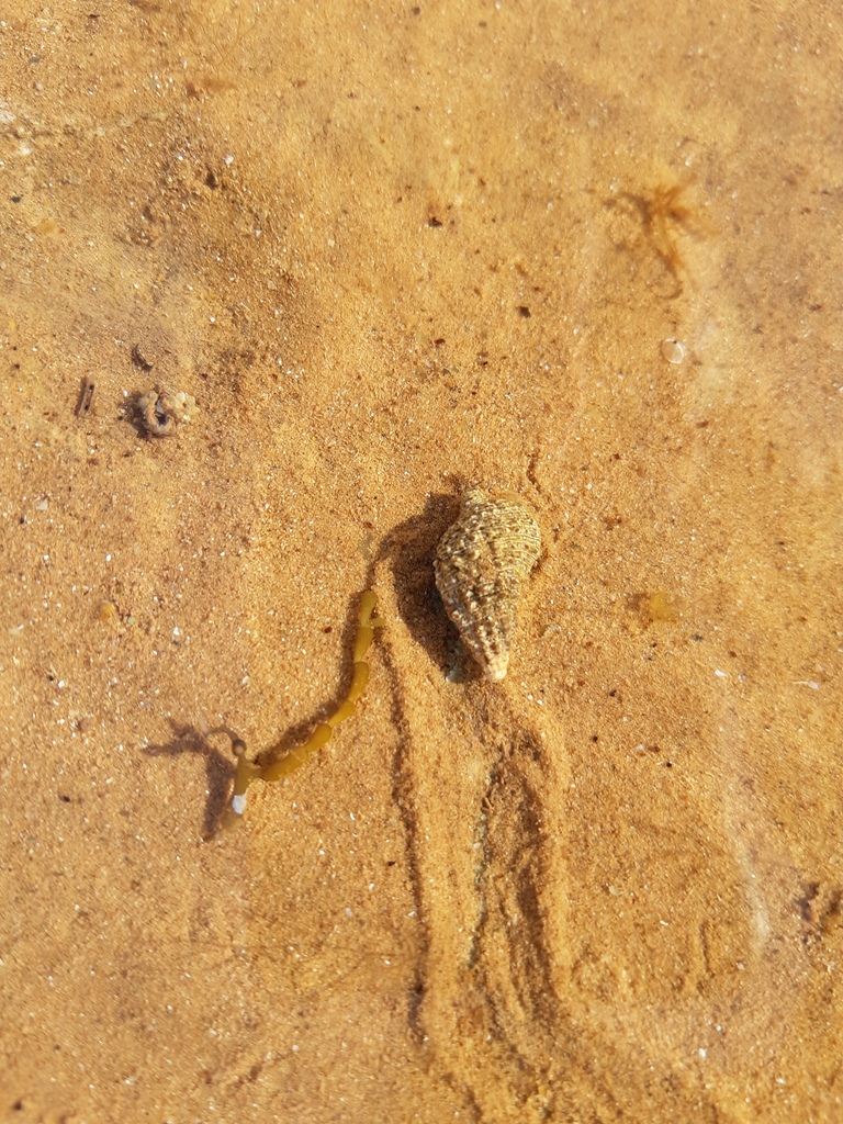 Cerith Snails From Port Hedland Wa Australia On August At