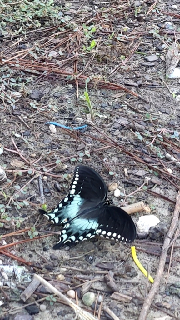 Spicebush Swallowtail From Big Branch On September At Am