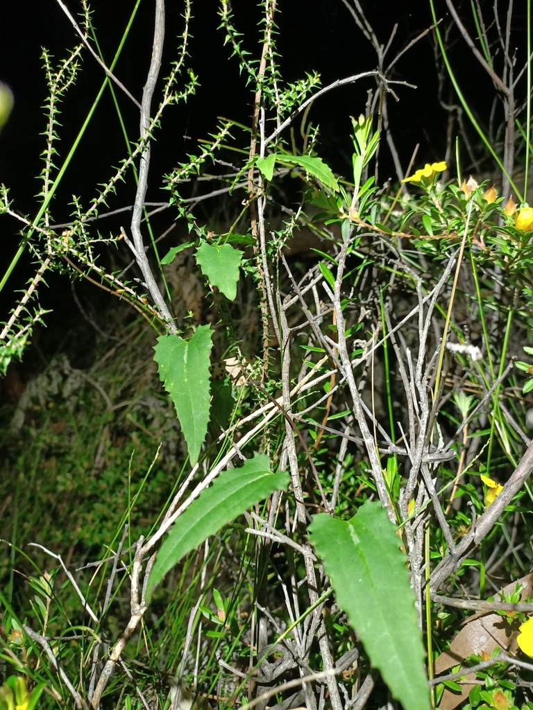 Australian Clematis From Ku Ring Gai Chase NSW 2084 Australia On