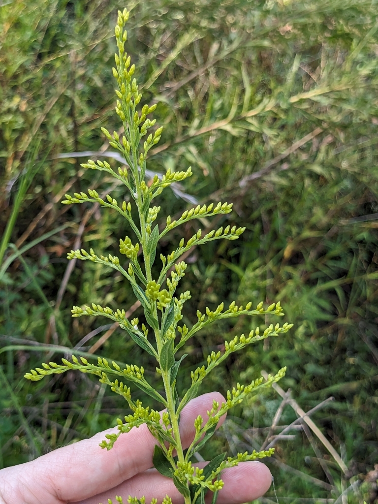 Goldenrods From Durham Nc Usa On September At Pm