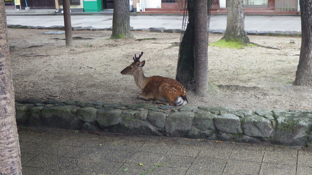 Honsh Sika Deer From Itsukushima Miyajimacho Hatsukaichi Hiroshima