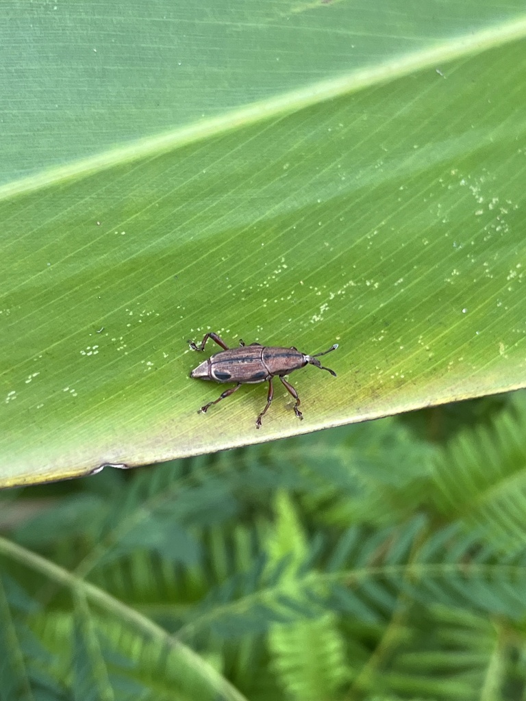 Sphenocorynes Ocellatus In September By Nakatada Wachi Inaturalist