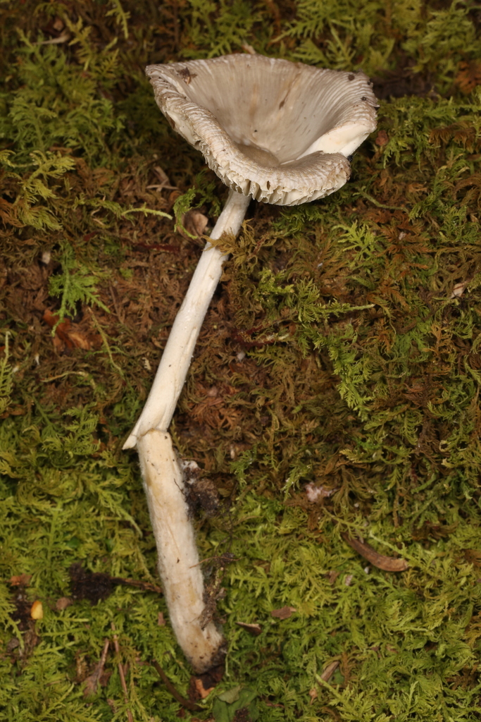 Amanita Sect Vaginatae From Sequanota Rd Jennerstown Pa