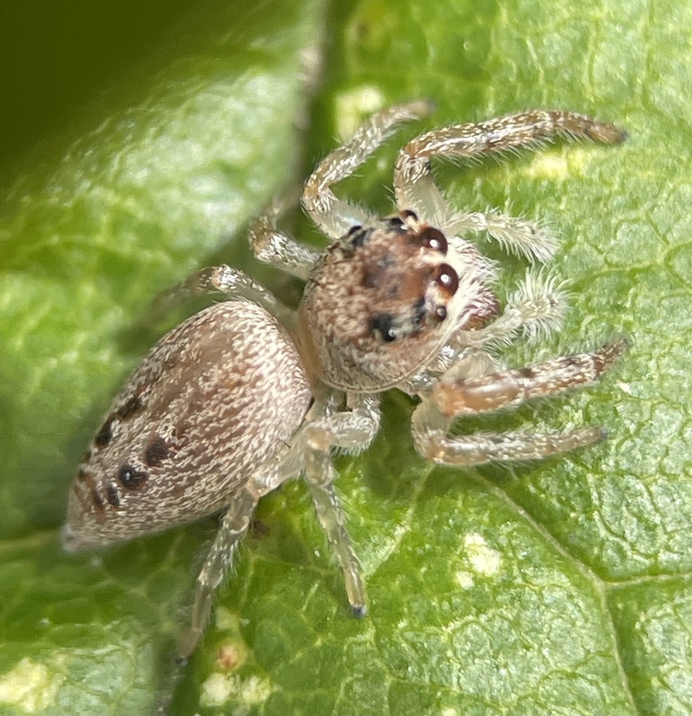 Opisthoncus Nigrofemoratus From Boundary Tk E Frankston South Vic Au