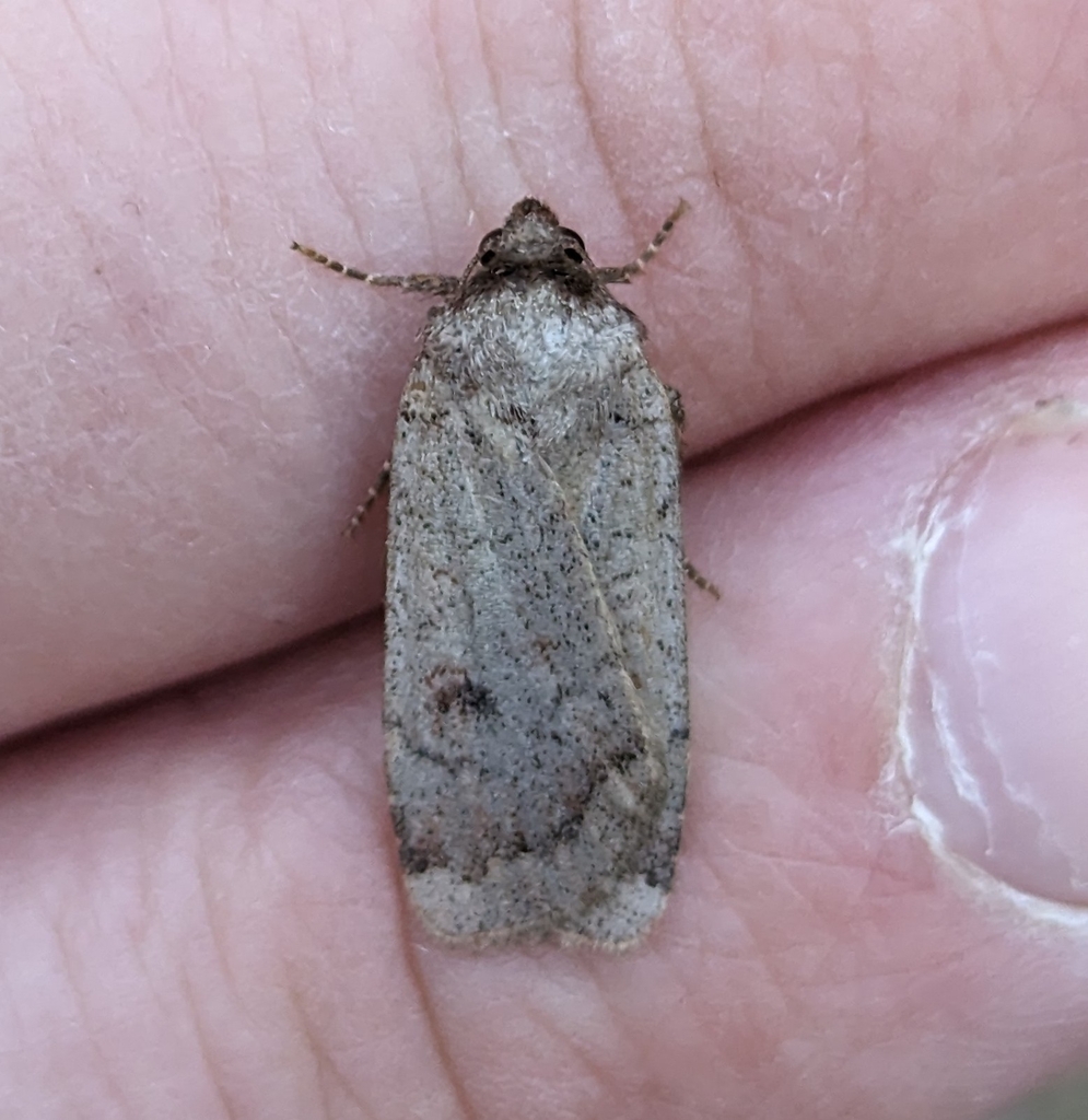 Red Breasted Dart From Mara Bc V E K Canada On September