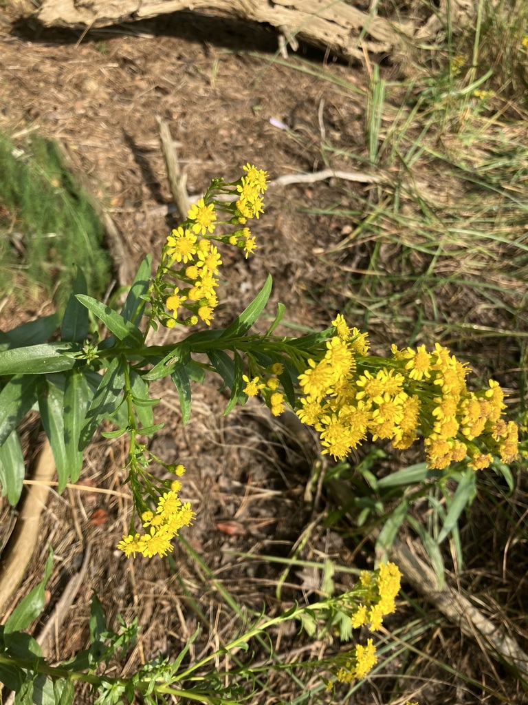 Northern Seaside Goldenrod From Dayspring Ns Canada On September