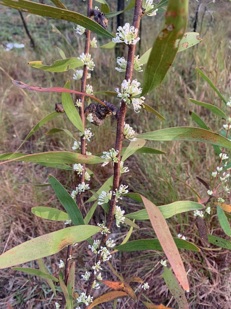 Three Nerved Willow Hakea From Border St Caboolture QLD AU On