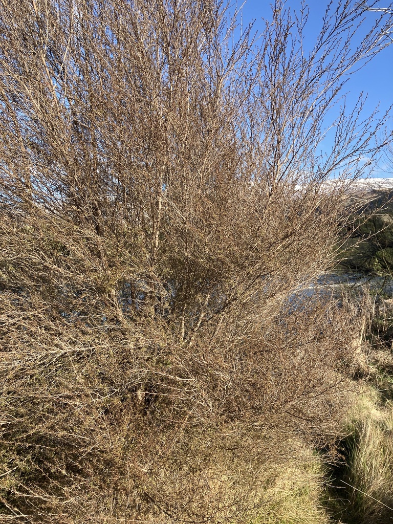 Kanuka From Te Waipounamu South Island Cromwell Otago Nz On