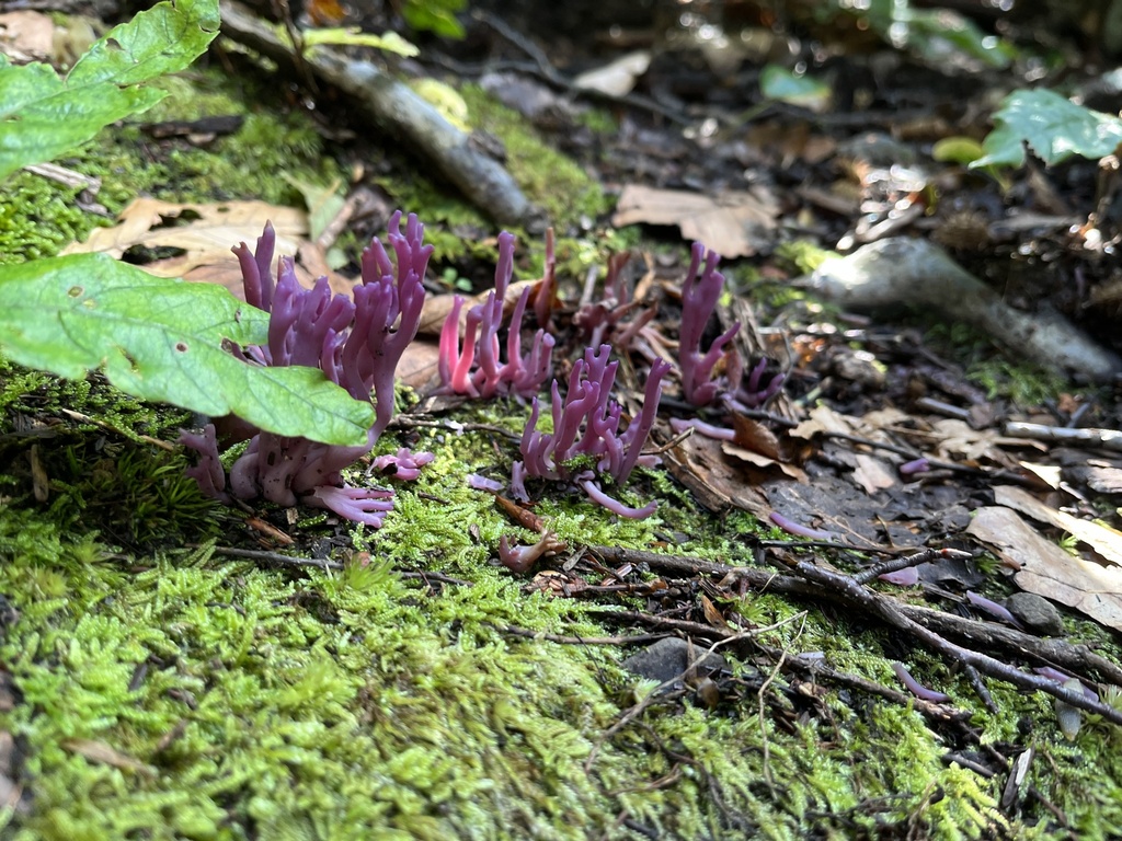 Violet Coral Fungus From Vestal NY US On September 11 2023 At 05 07