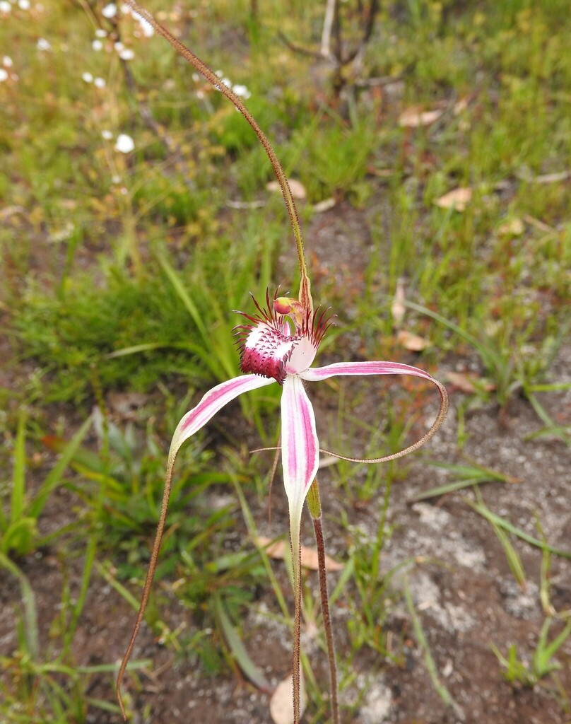 Caladenia In October 2020 By RIC WOODLAND INaturalist