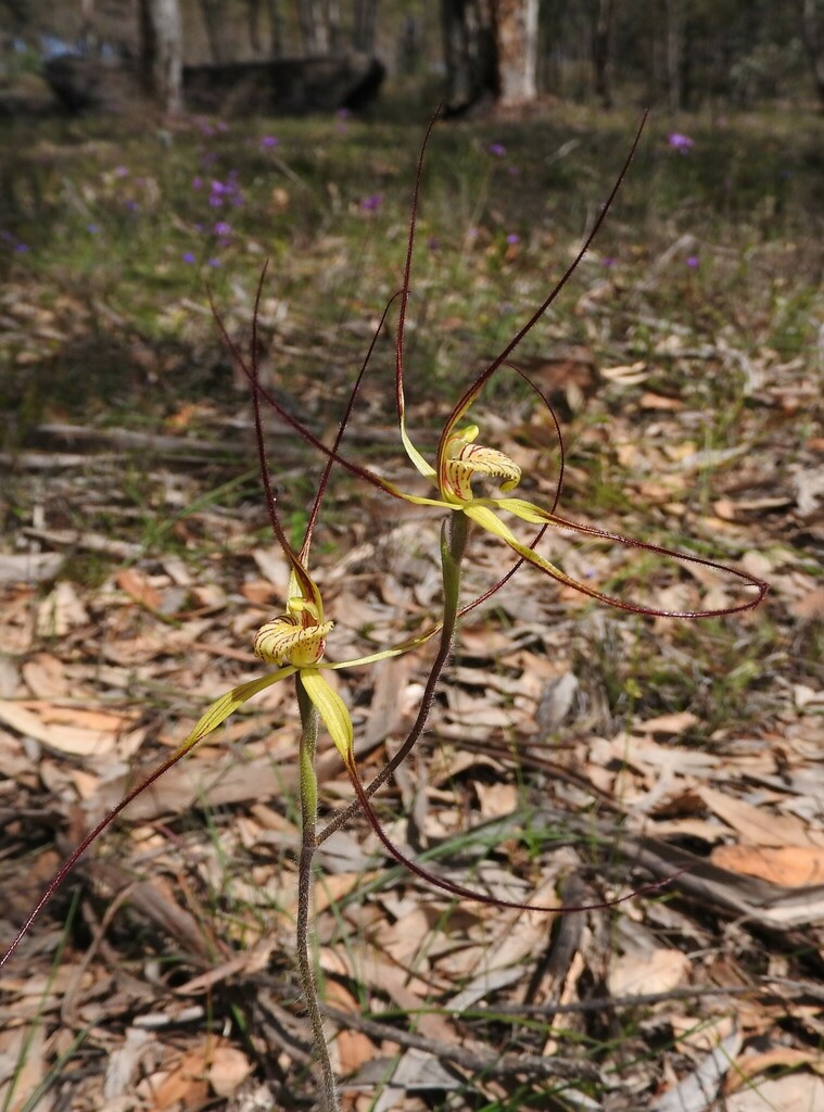 Caladenia In September 2021 By RIC WOODLAND INaturalist