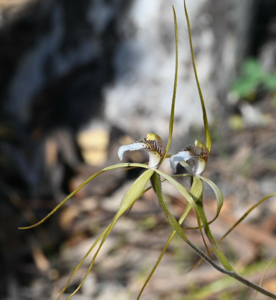 Caladenia Uliginosa Candicans In October 2022 By RIC WOODLAND INaturalist