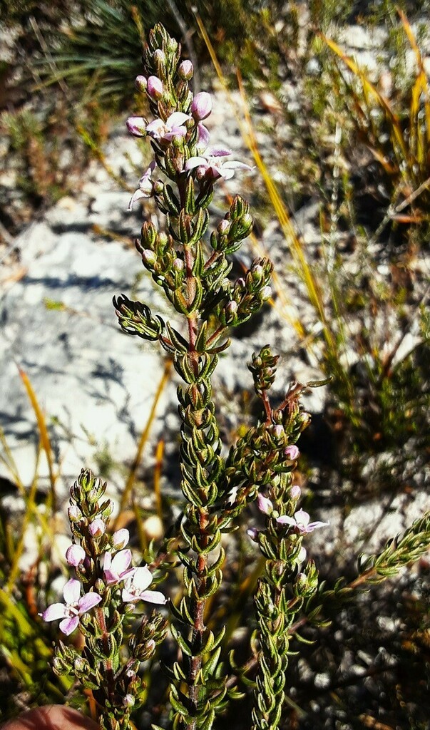 Zieria Aspalathoides From Gardens Of Stone SCA Cullen Bullen NSW 2790