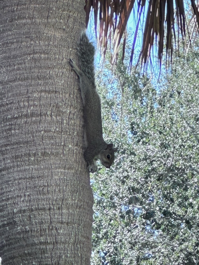 Eastern Gray Squirrel From St Petersburg Innovation District St