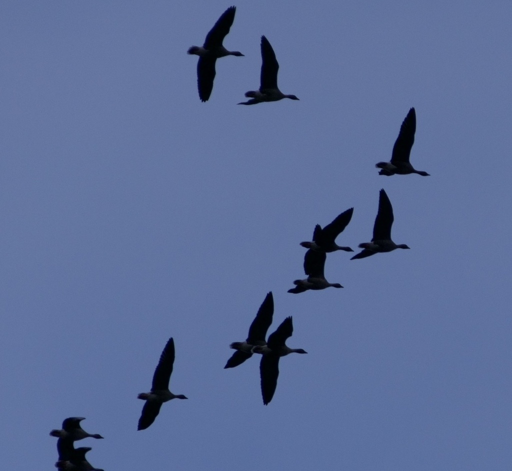 Pink Footed Goose From Southeast Svalbard Nature Reserve Longyearbyen