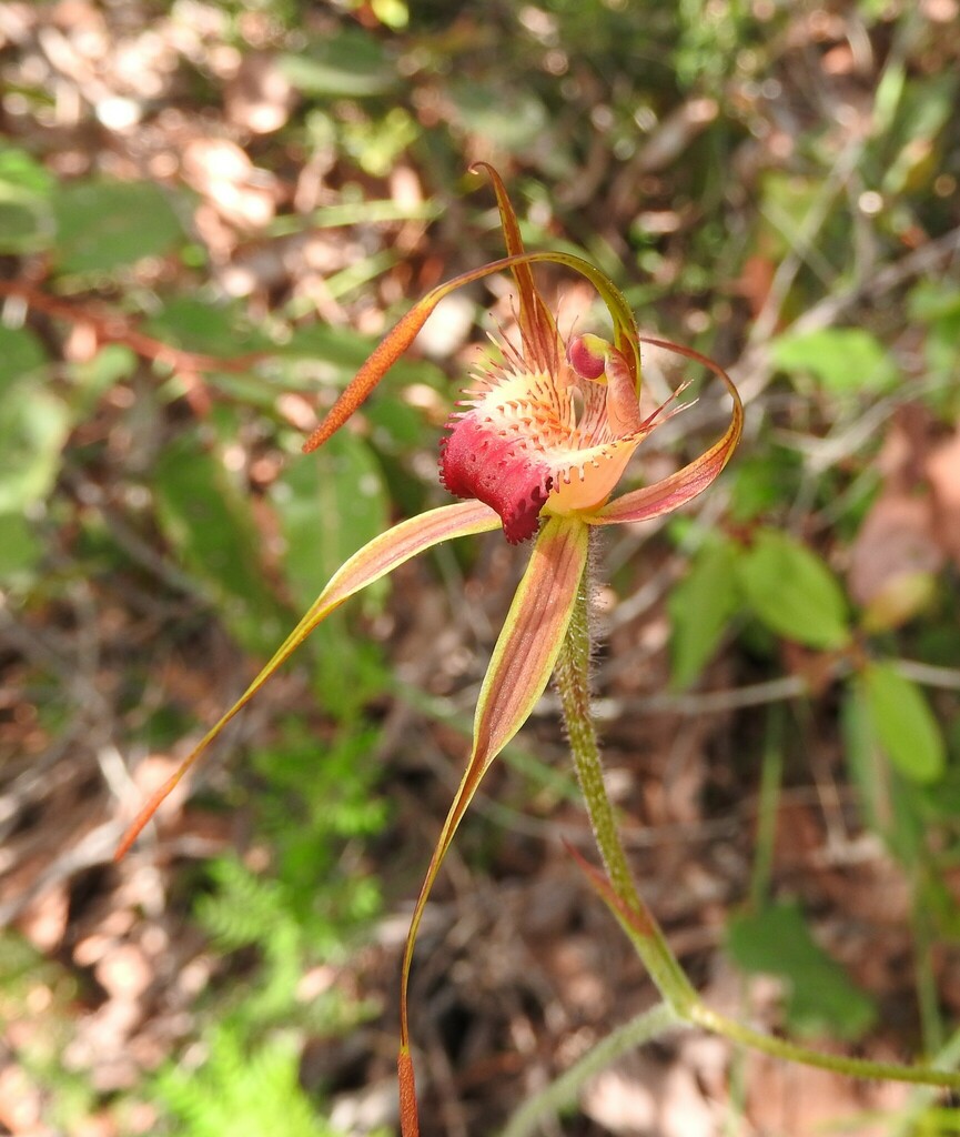 Rusty Spider Orchid In September 2020 By RIC WOODLAND INaturalist