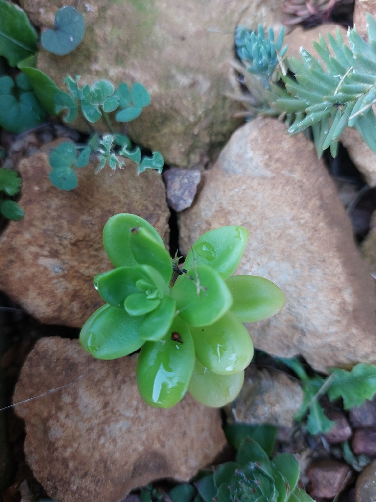 Sedum Kimnachii From Neuilly Le Malherbe Vacognes Neuilly