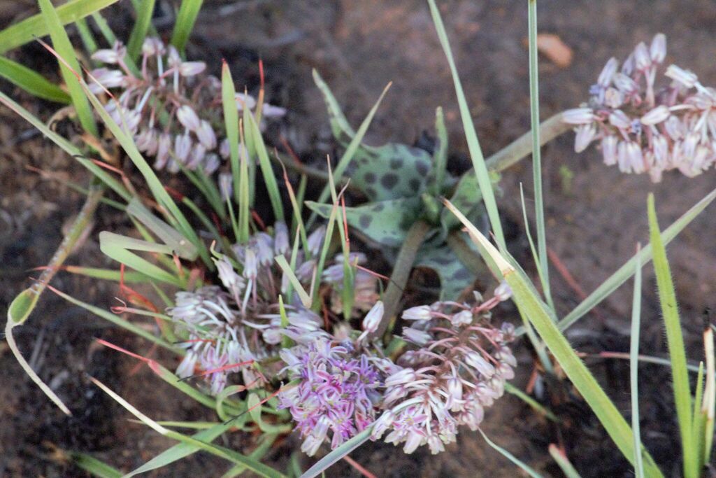 Wild African Hyacinth From Carletonville South Africa On