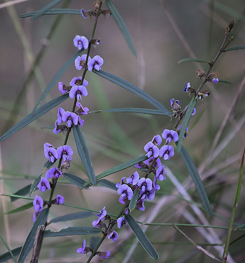 Common Hovea From Monbulk VIC 3793 Australia On September 13 2023 At