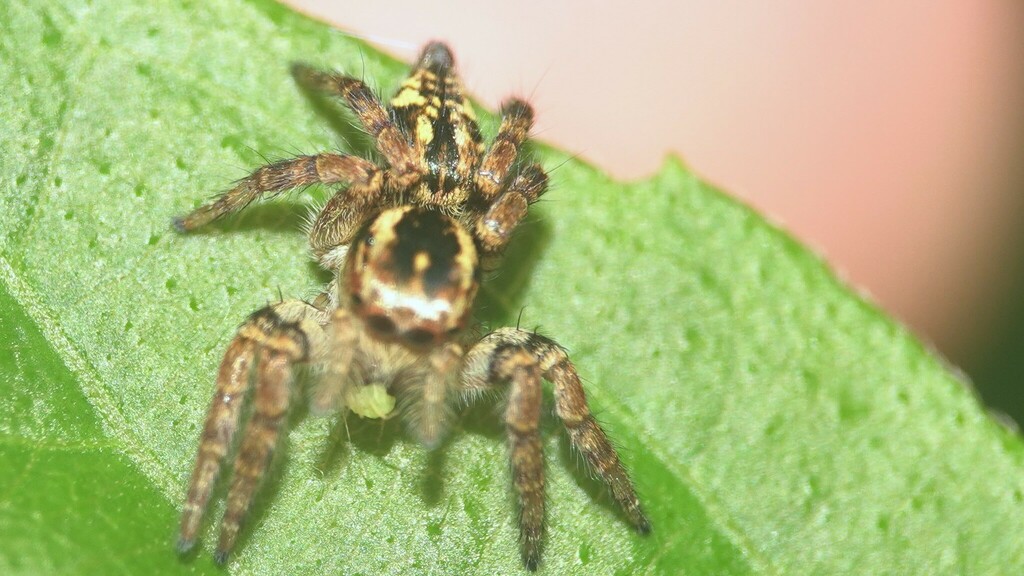 Carrhotus Viduus From Mumbai Maharashtra India On September