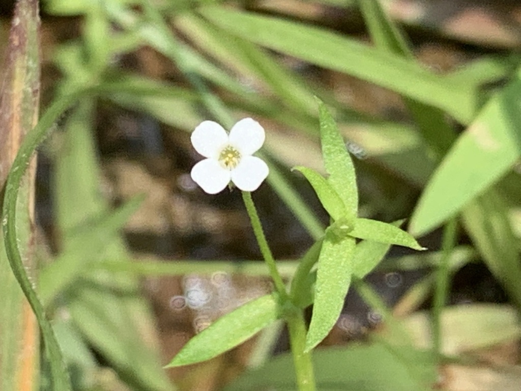 Mitrasacme Alsinoides Indica From Tnn Tw On September