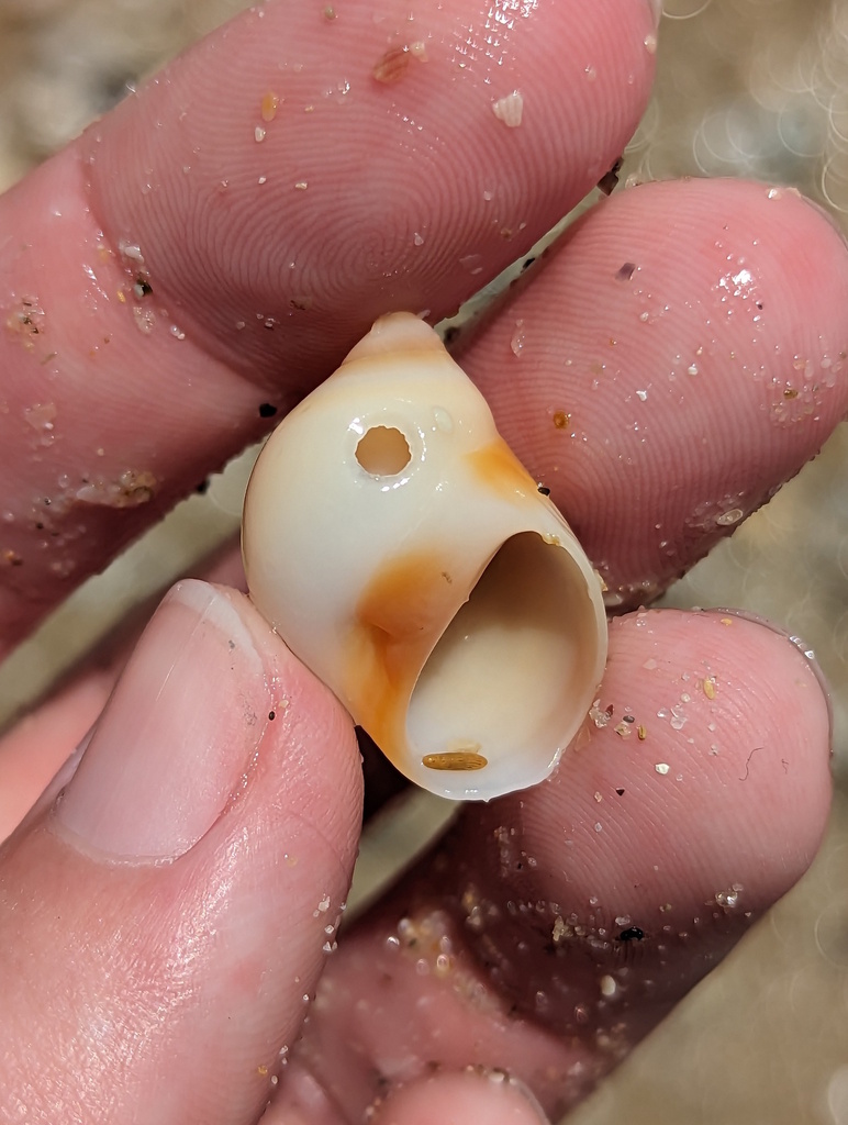 Conical Moon Snail From The Keppels QLD 4700 Australia On September 11