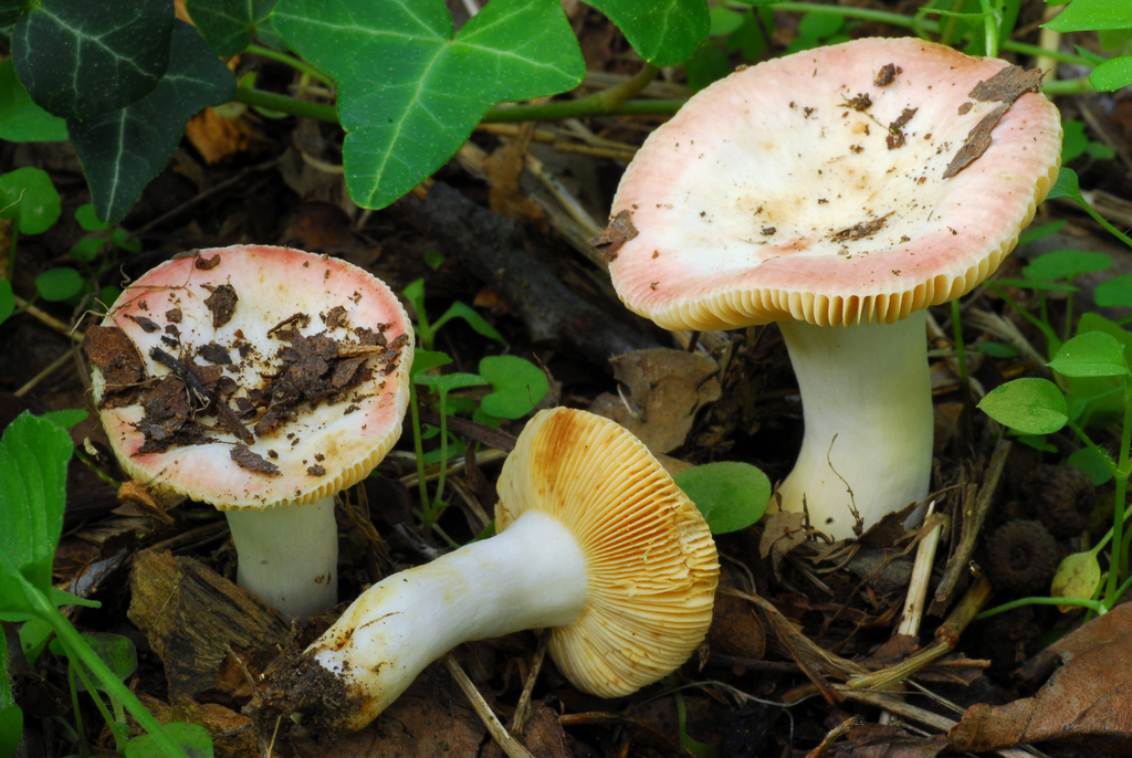 Russula Odorata From Parco Di Monza MB Italia On October 3 2012 At