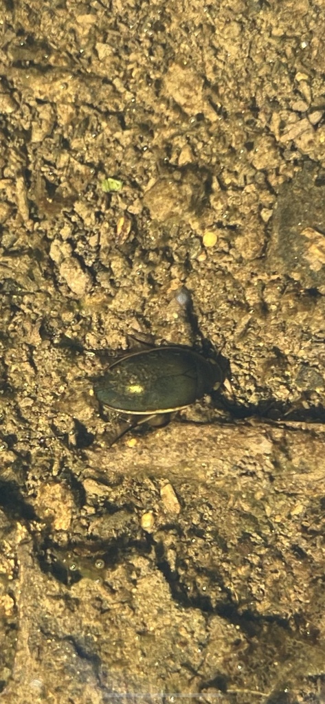 Tropisternus Lateralis Nimbatus In September 2023 By Jordan S INaturalist