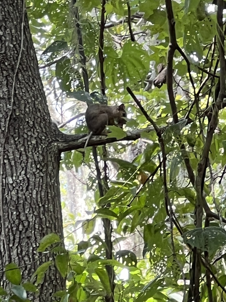 Tree Squirrels From University Of Florida Gainesville FL US On