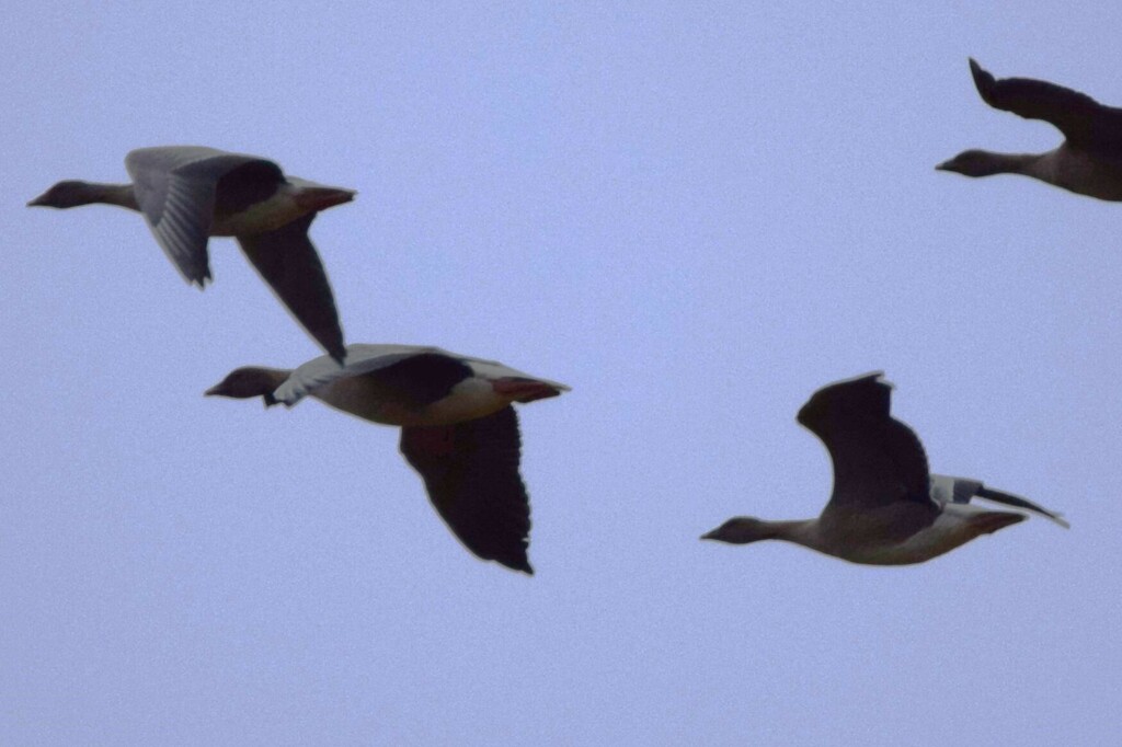 Pink Footed Goose From Svalbard Svalbard And Jan Mayen On September